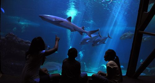 Maui Ocean Center, The Aquarium of Hawaii