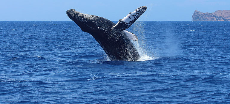 Winter Whale Watch: Maui