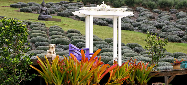Discover Maui’s Lavender Farm