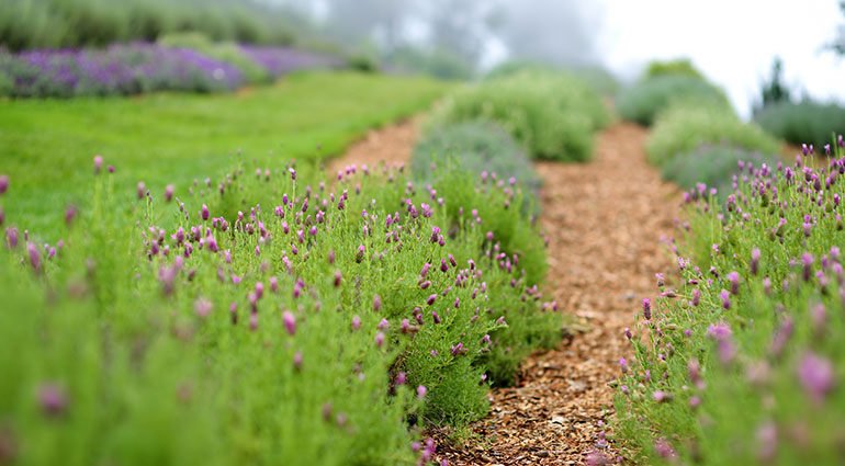 Alii Kula Lavender Farm in Hawaii