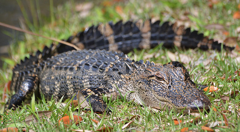 Baby alligator sunning itself