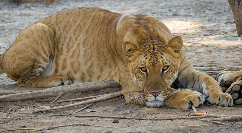 A liger at Myrtle Beach Safari