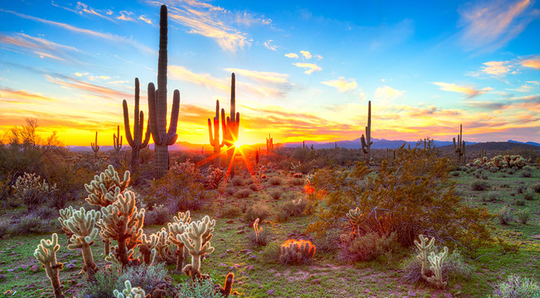 Sonoran Desert, Arizona