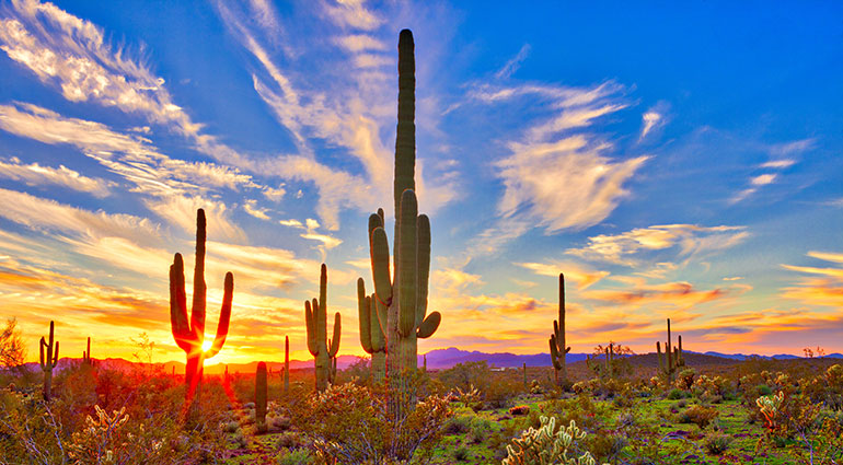 Phoenix desert sunset