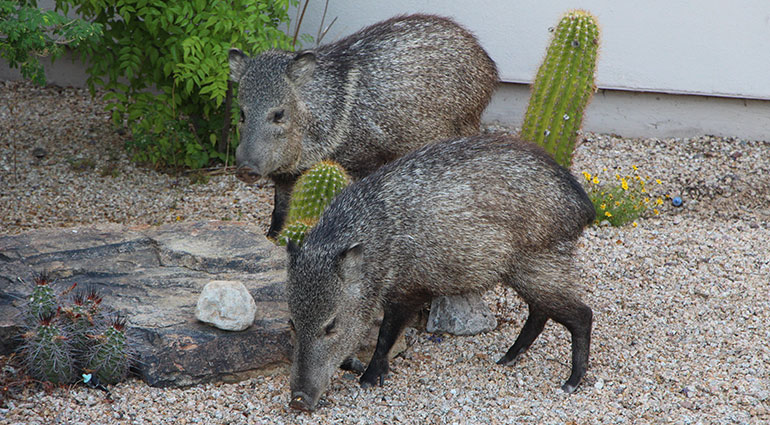 Wild javelinas