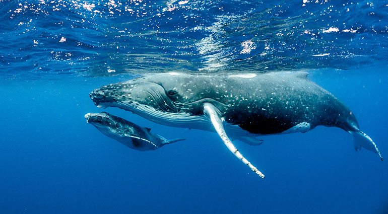 A mother humpback whale and her calf