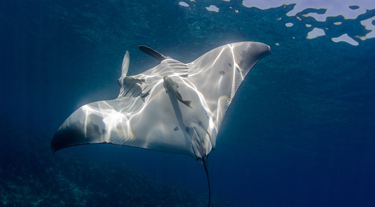 A giant manta ray swimming off Los Cabos, Mexico