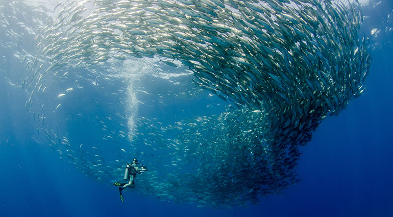 Los Cabos diver surrounded by a beautiful school of fish