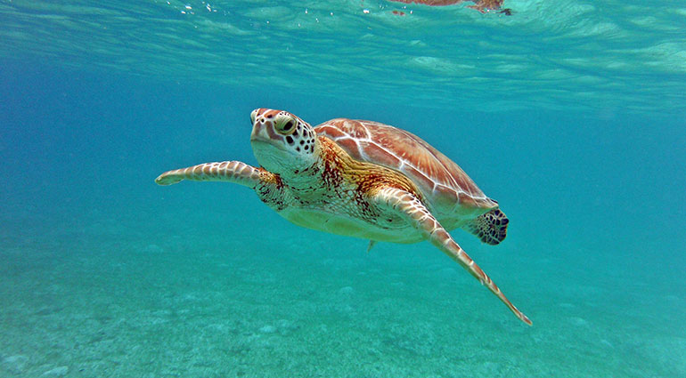 Encountering a friendly sea turtle in Cancún