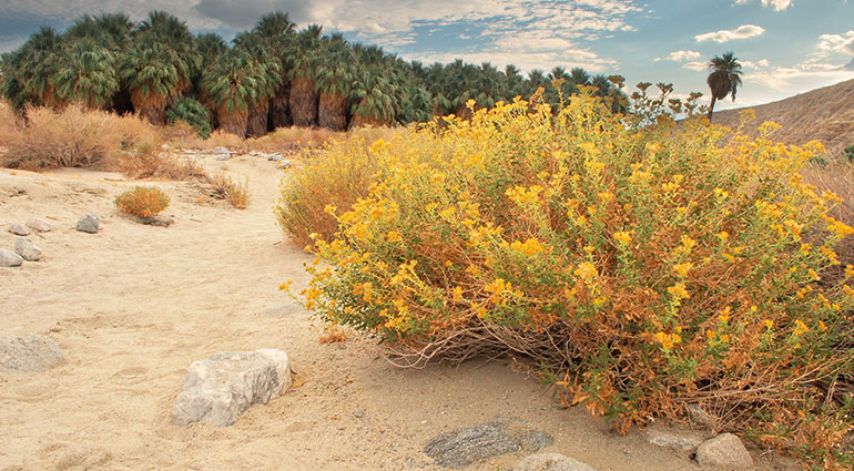 Beautiful flowering desert plants