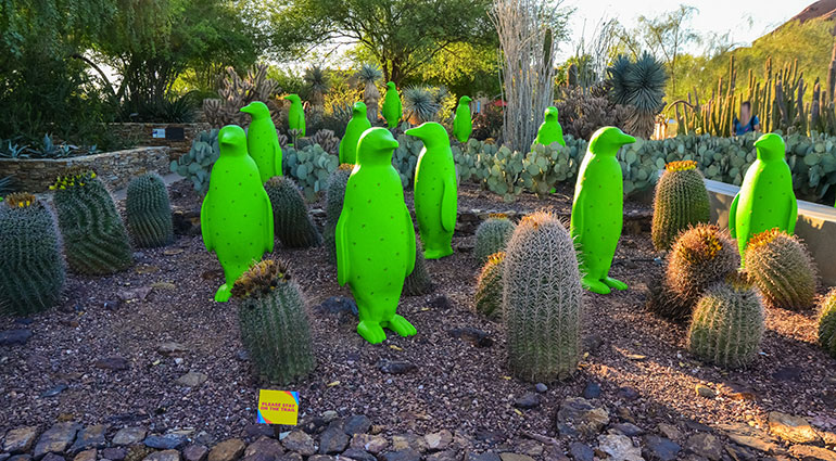 The Desert Botanical Garden, Phoenix, Arizona