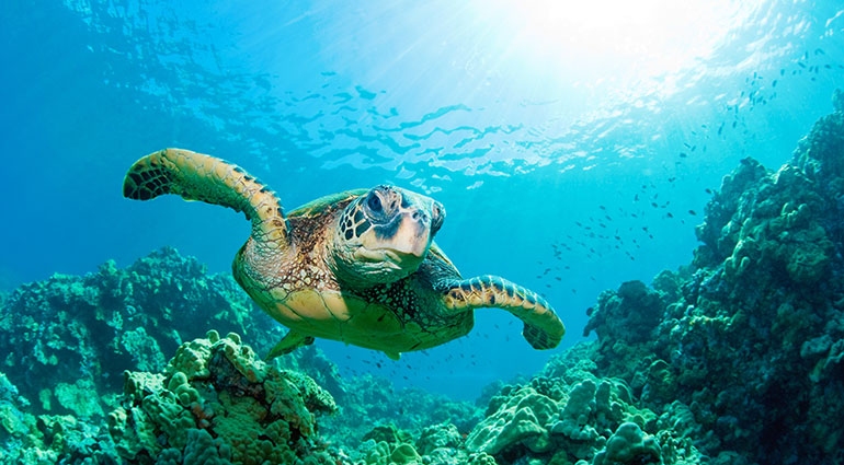 Some of the world's best snorkeling in Maui
