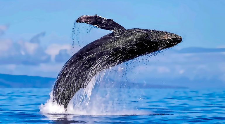 Whale watching in Maui