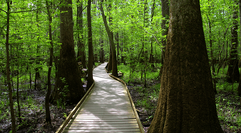 Boardwalk trail at Congaree National Park
