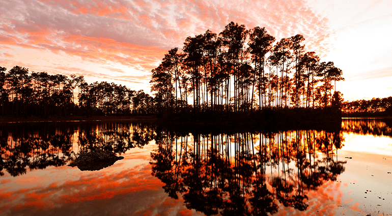 Trees at sunset at Everglades National Park
