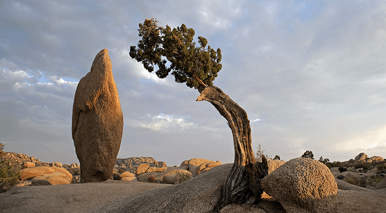Tree at Joshua Tree National Park