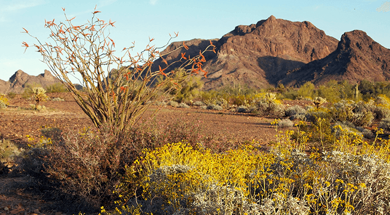 Kofa National Wildlife Refuge