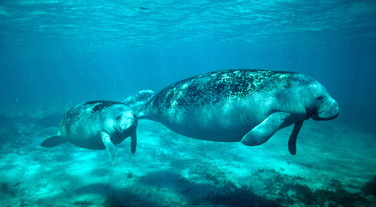 Manatees