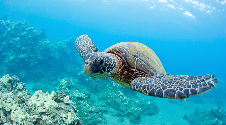 Sea Turtle