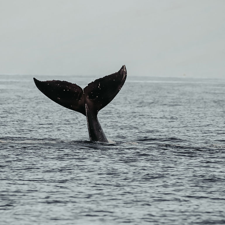 Whale breaching in Hawaii