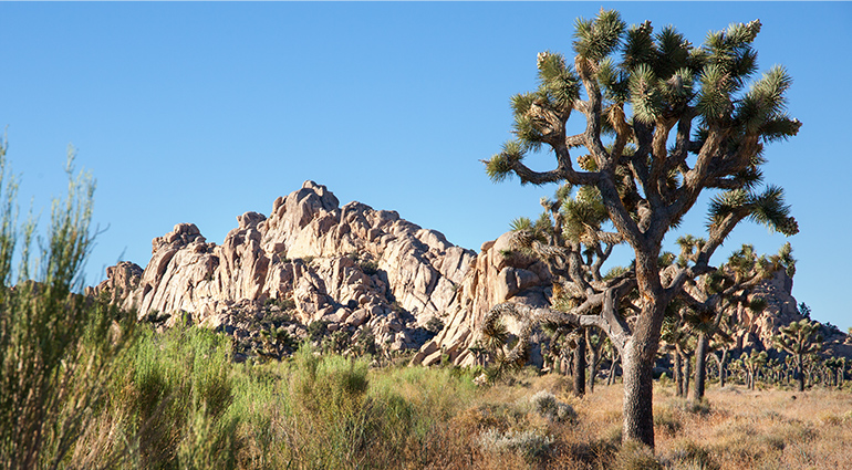 Desert